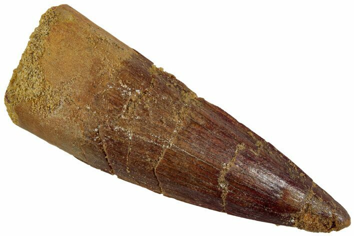 Fossil Spinosaurus Tooth - Real Dinosaur Tooth #230745